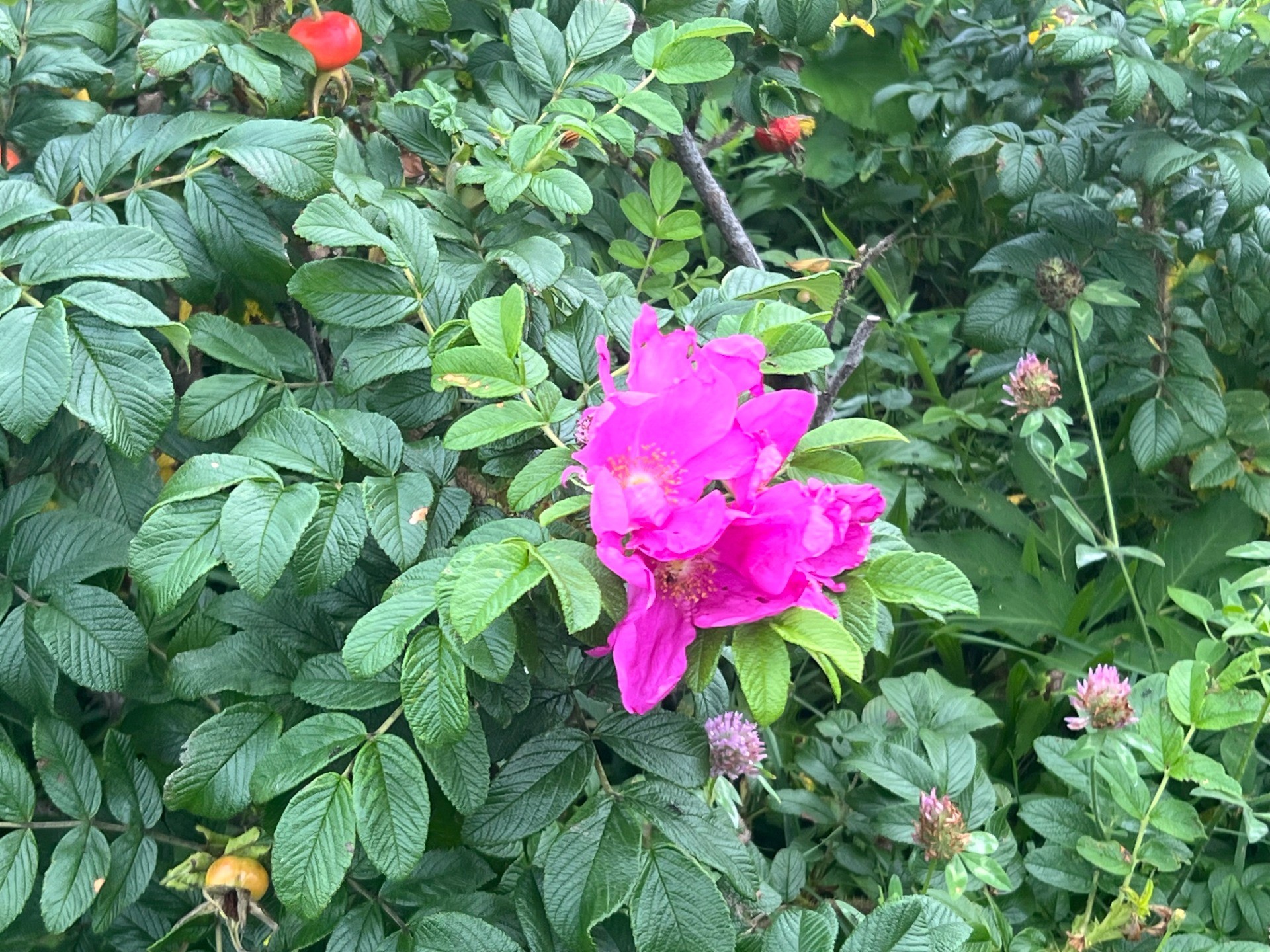 cc31c07b59564febf3582c0316f51c09-1787105703.jpeg